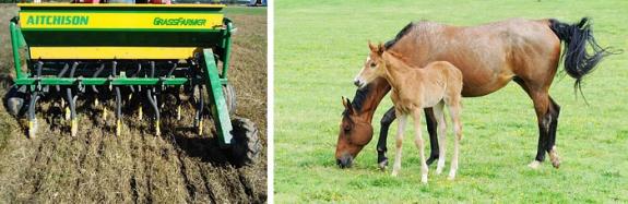 Pasture Seeding